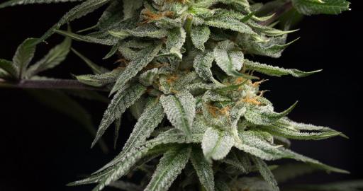 www.humboldtseeds.net