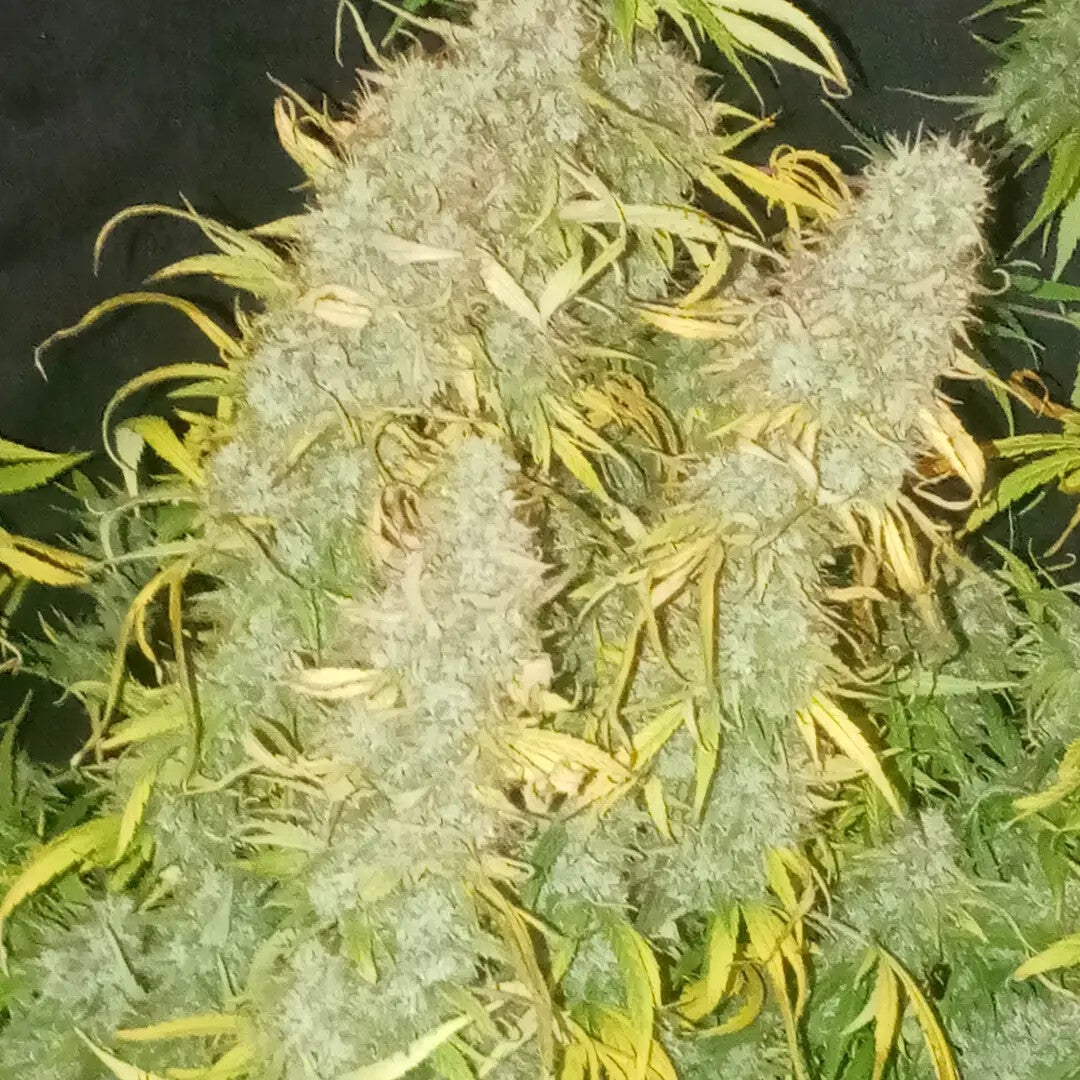 www.jeanosgenetics.com