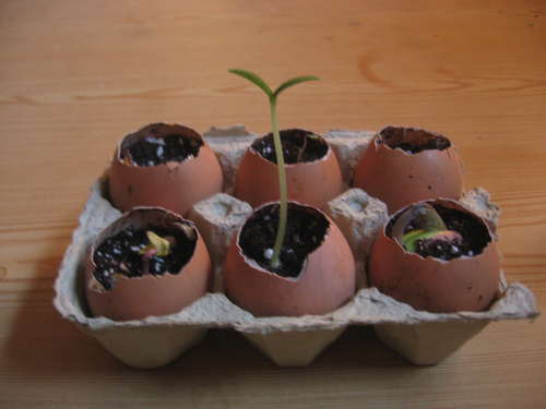 Eggshell-Seed-Starters.jpg