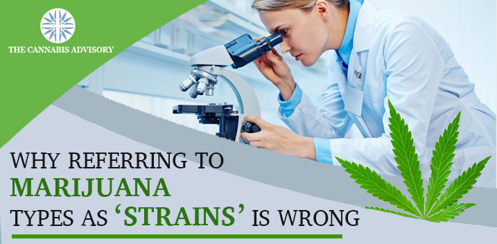 www.thecannabisadvisory.com