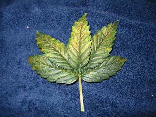 phosphorus-deficiency-leaf-spots-curling-sm.jpg