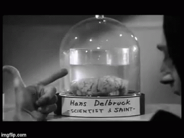 young-frankenstein-abby-normal.gif