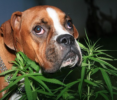 signs-cats-dogs-marijuana.jpeg