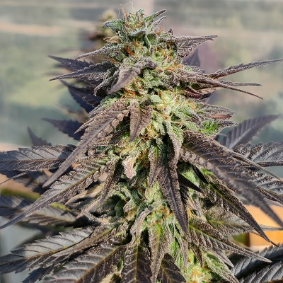www.aceseeds.org