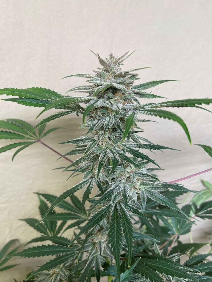 dcseedexchange.com