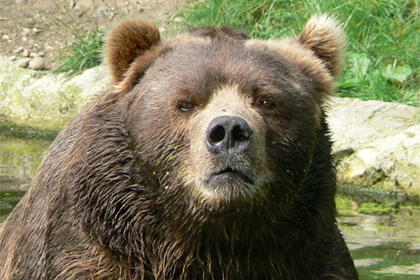 serious-bear-1.jpg