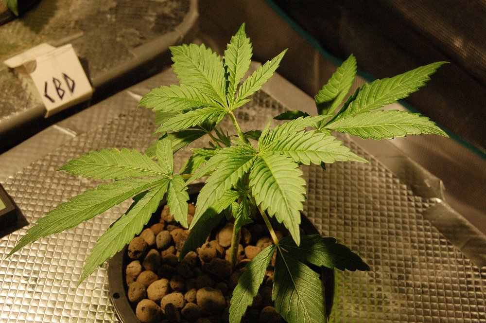 grow0250-jpg.907828