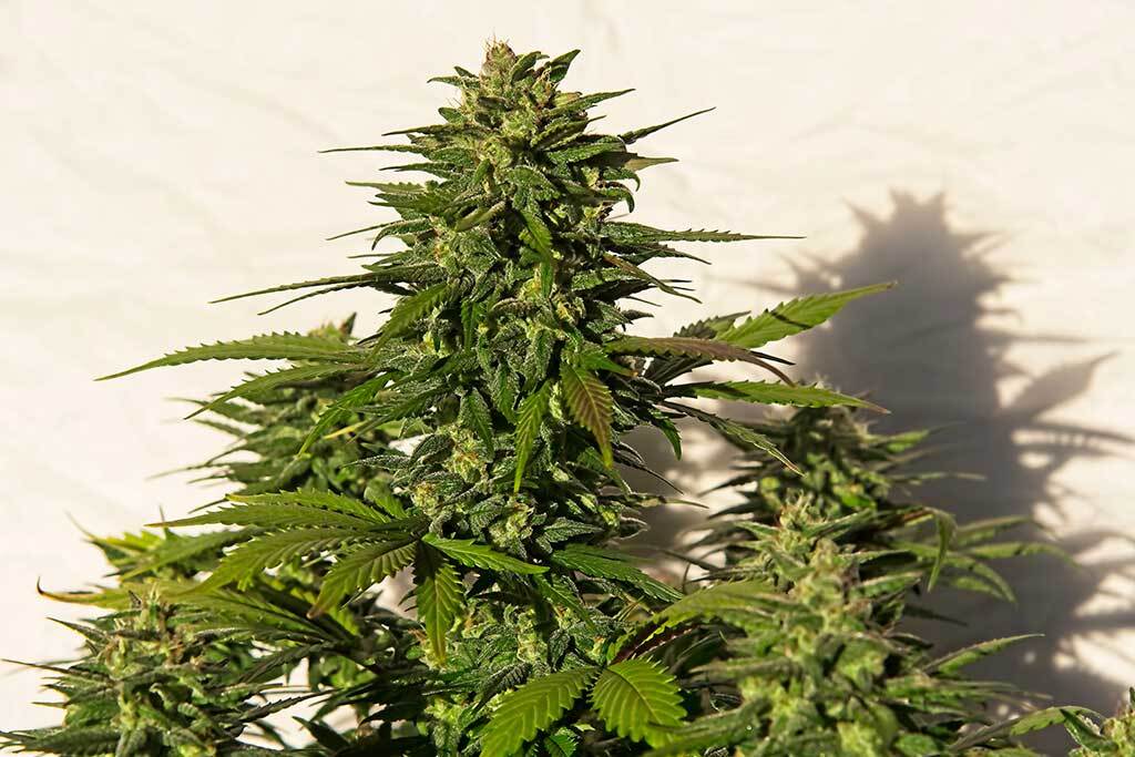 www.autoseeds.com
