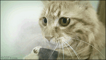 tumblr_n8kt5xs63E1qdlh1io1_400.gif