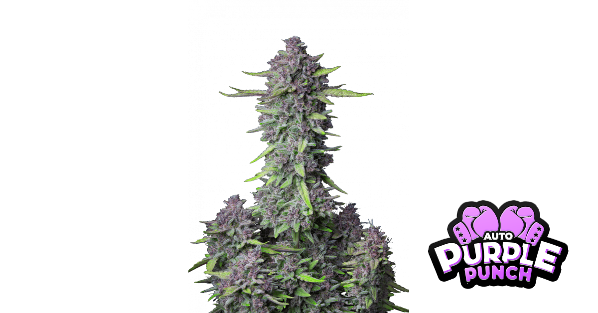2fast4buds.com