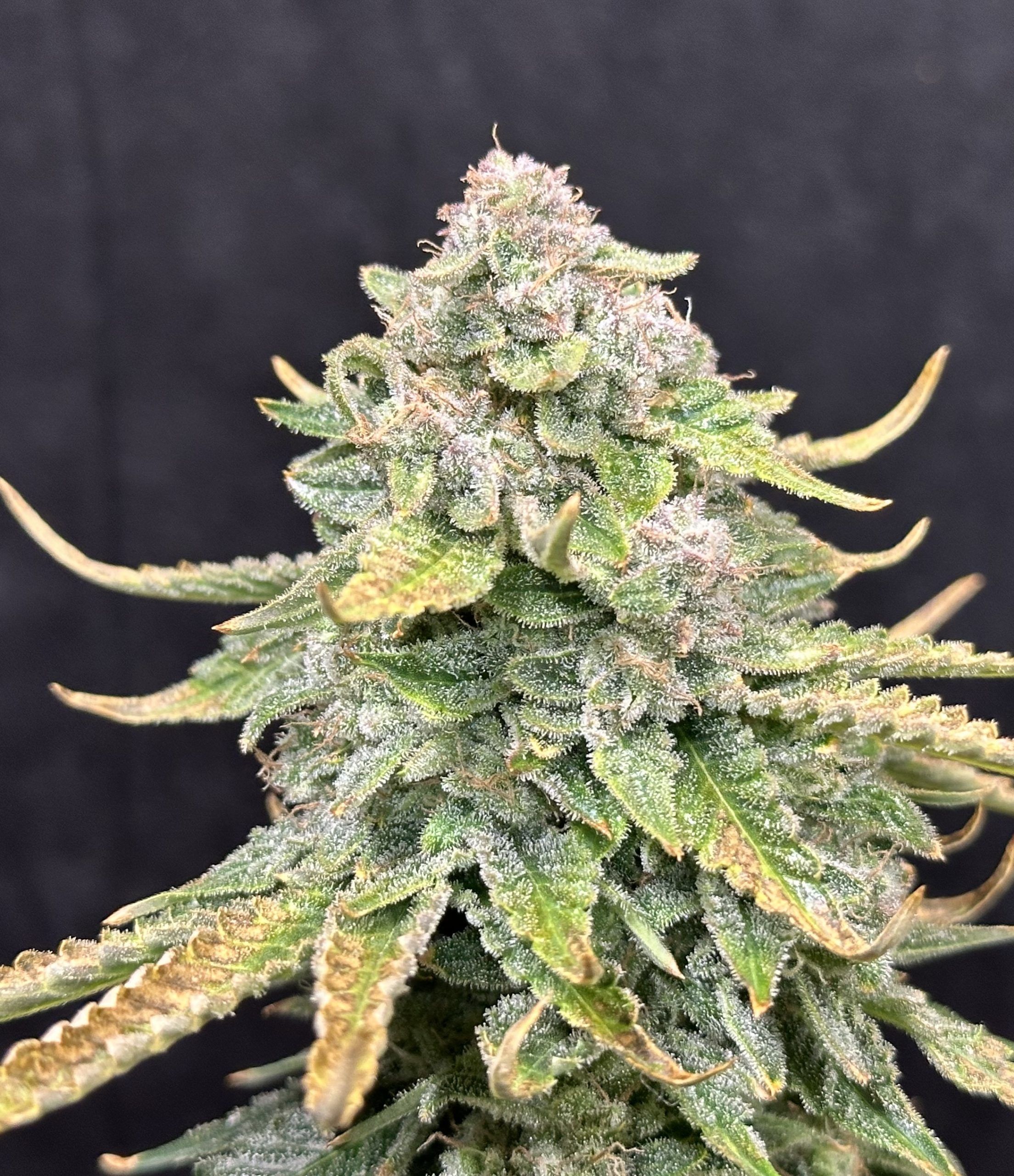 nightowlseeds.com
