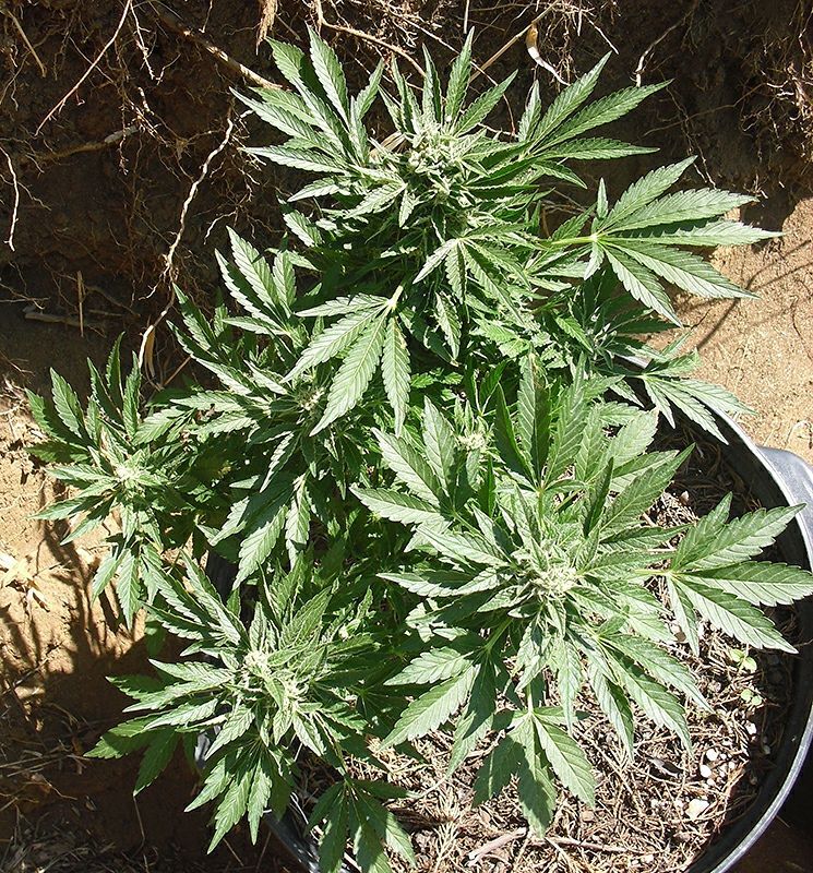 mtseedbank.in