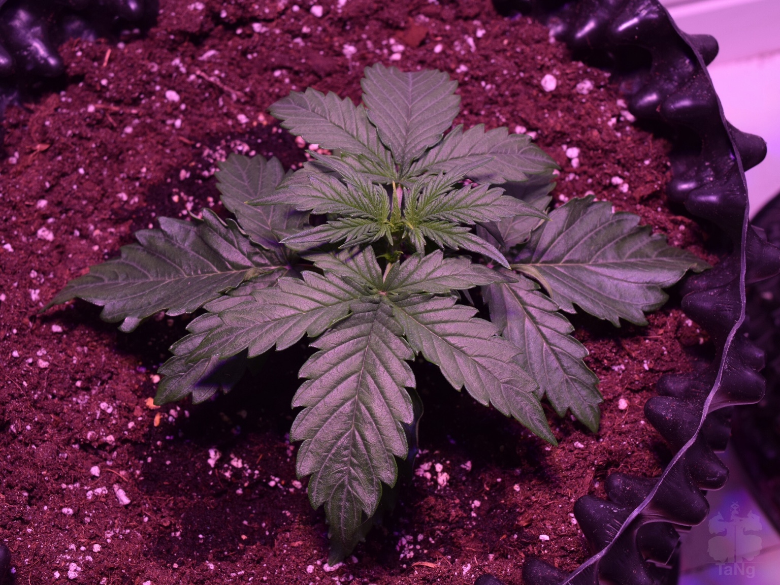 4452e3cb2f706cbd45b035279057fe68.jpg