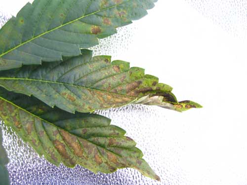 phosphorus-deficiency-leaf-curling-sm.jpg