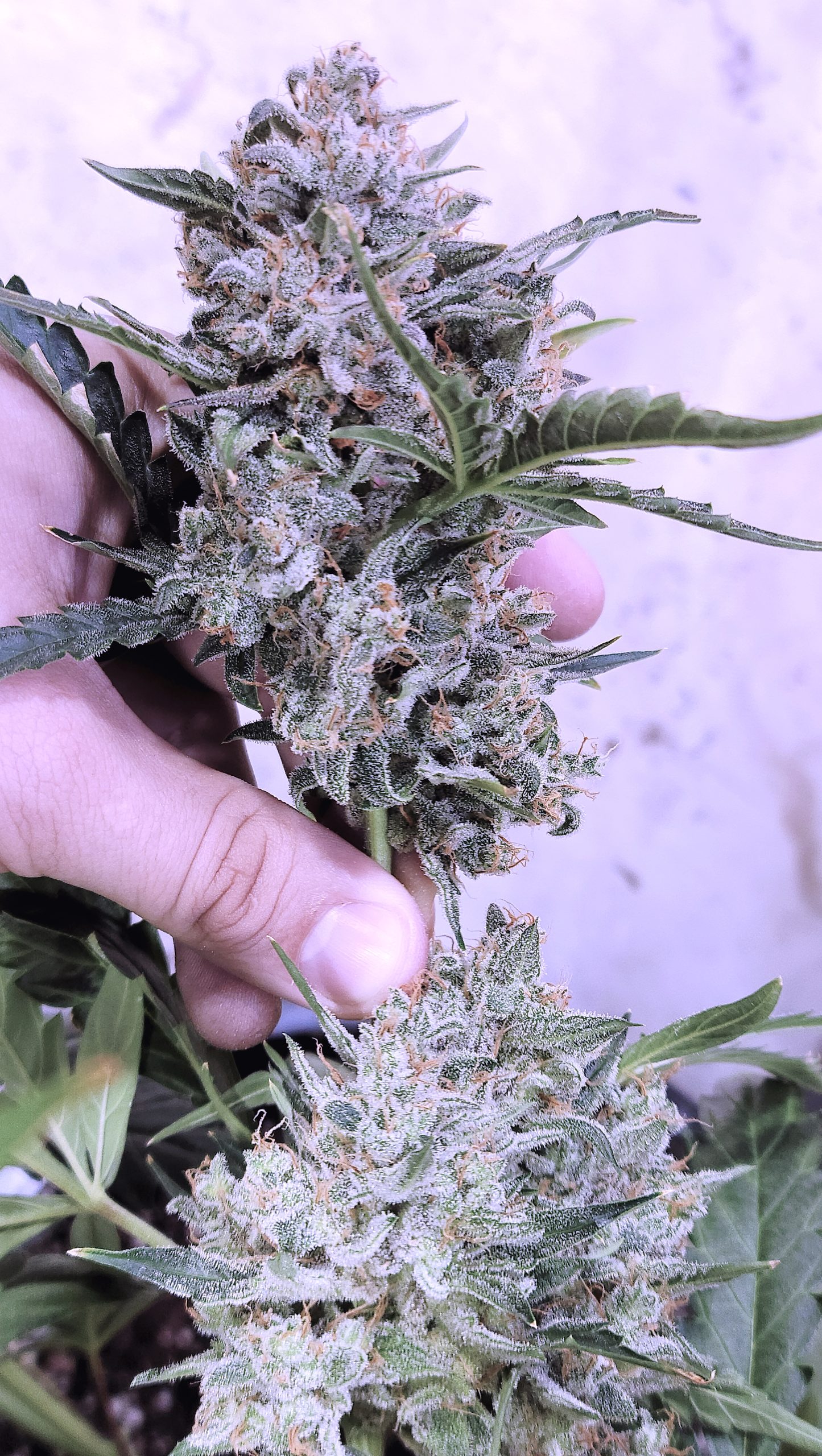 www.speedrunseeds.com
