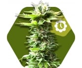 power-kush-autoflowering.jpg