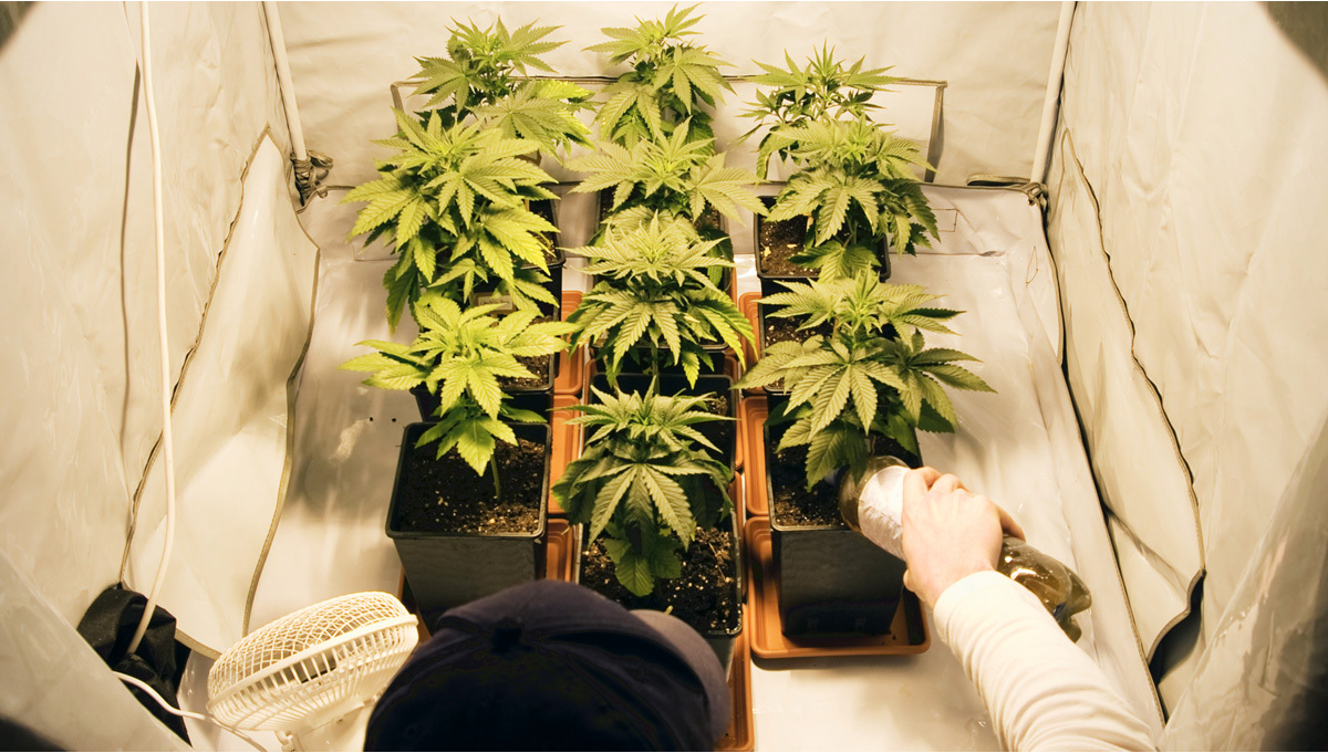 2fast4buds.com