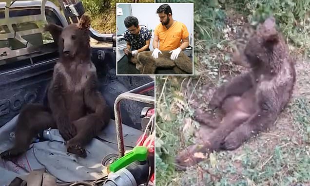 www.dailymail.co.uk