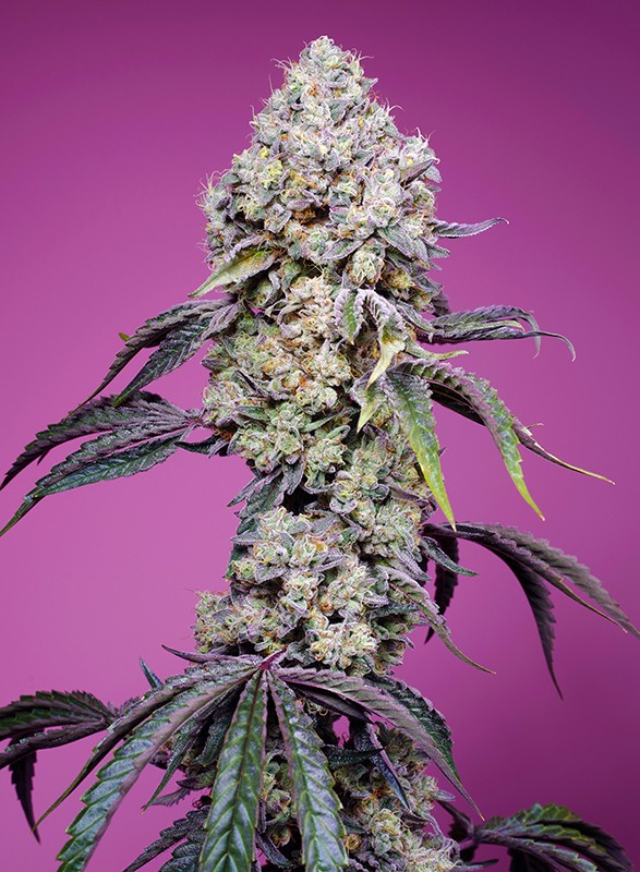 Sweet Mandarine Zkittlez F1 Fast Version®