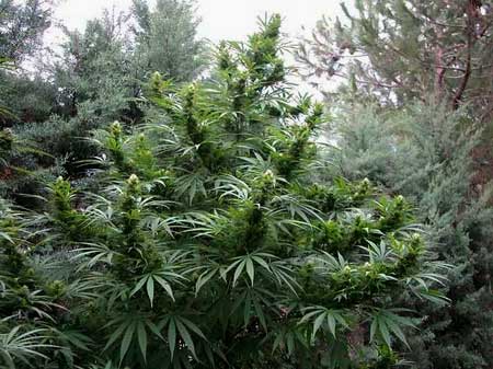 www.growweedeasy.com