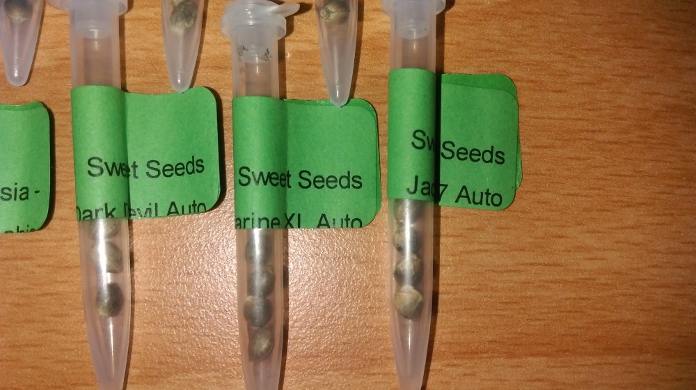 2017-spring-seeds-sweet-seeds-jpg.701218