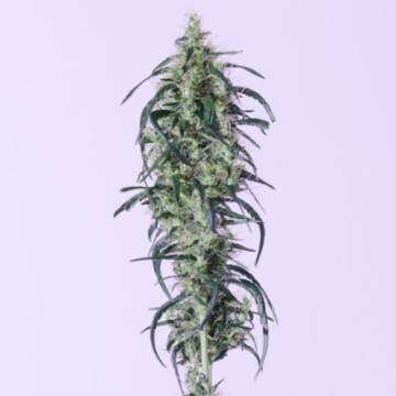 www.cannapot.com