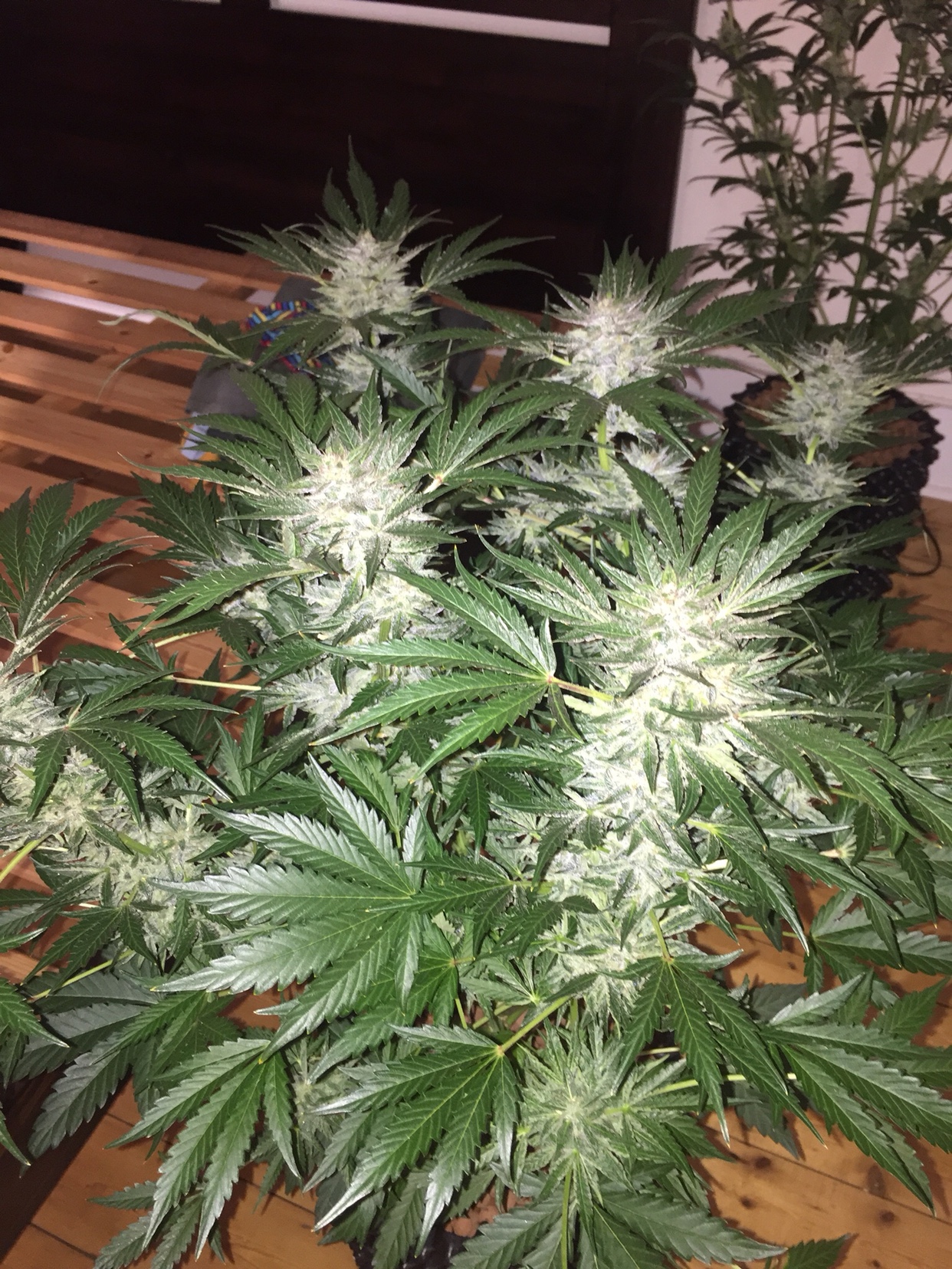 673c3d16eb3ab77ff26ac68141453a62.jpg