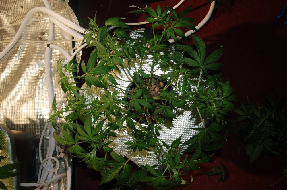 grow0296-jpg.914668