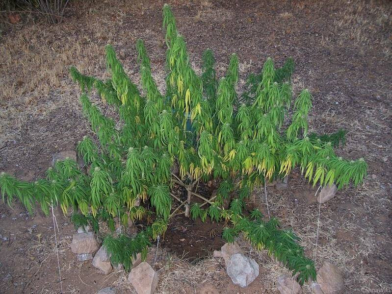 exceso-de-agua-planta-en-tierra-madre.jpg