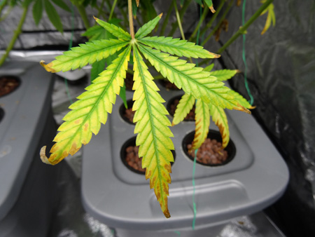 light-burn-leaf-cannabis-sm.jpg