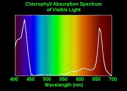 955001415-Chlorophyll.jpg