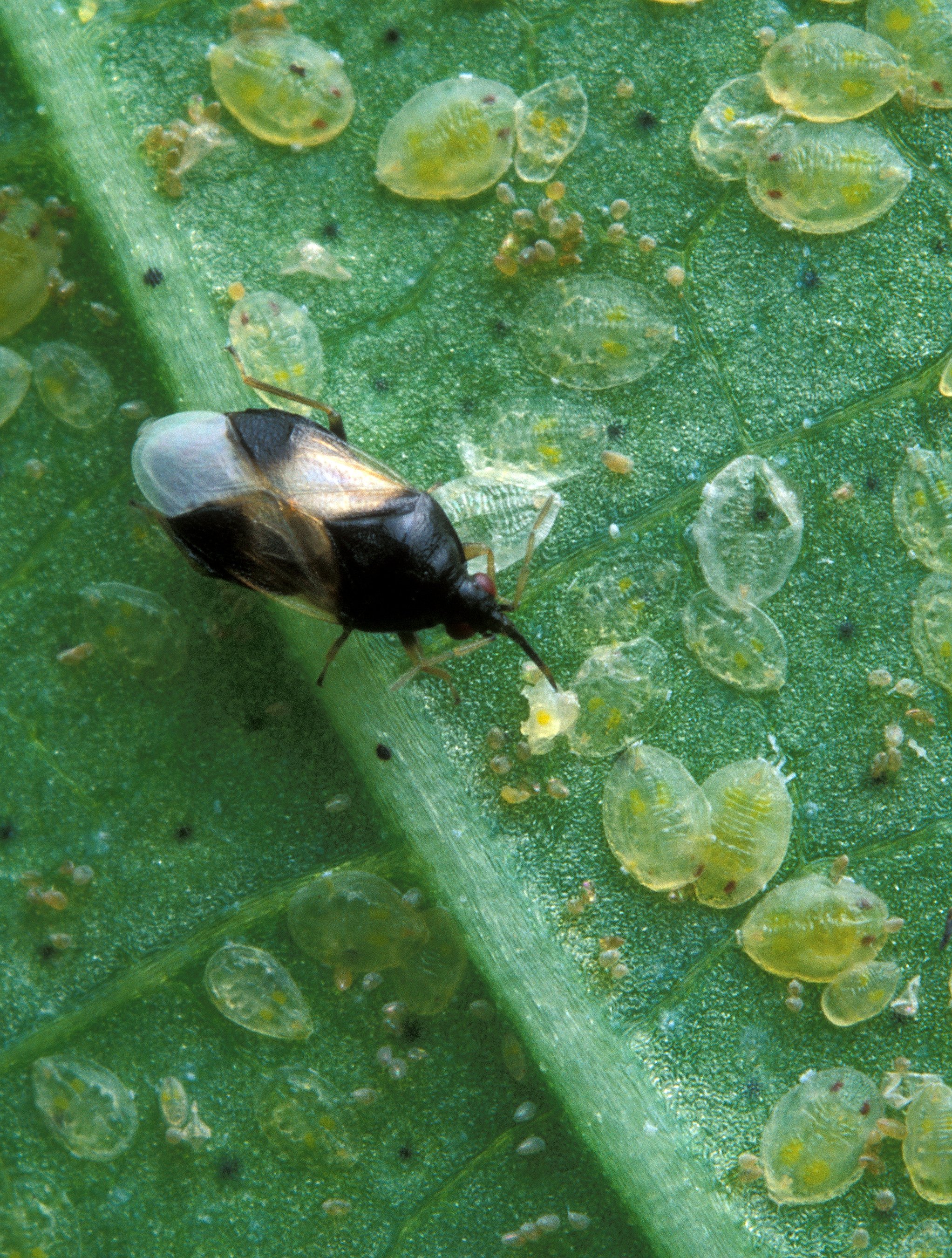 Orius_insidiosus_from_USDA_2.jpg