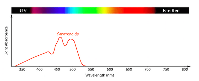 Carotenoids-Absorption-Spectrum.png