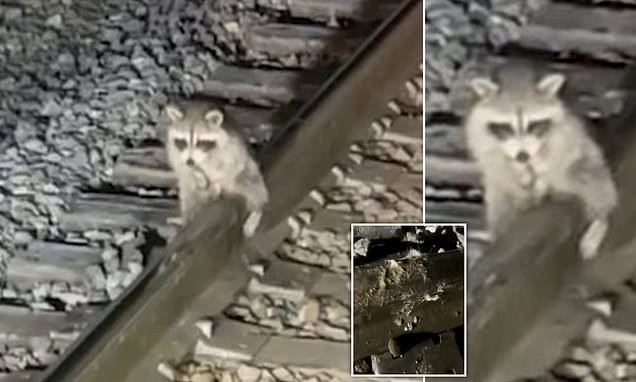 www.dailymail.co.uk