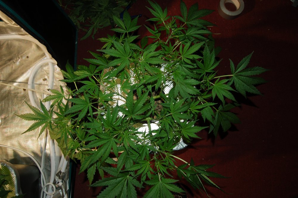 grow0293-jpg.914666