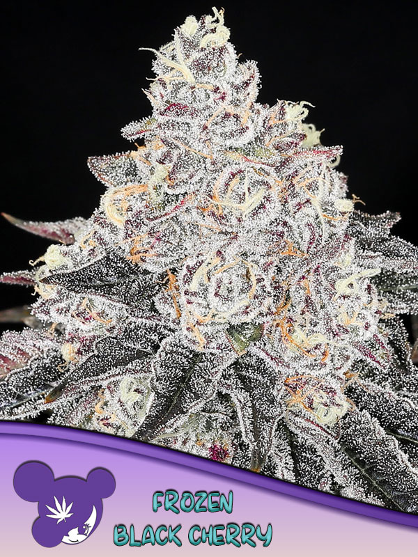 anesiaseeds.com