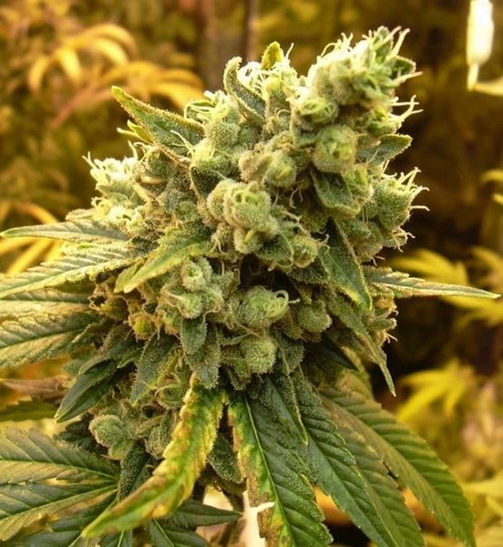 onelovegenetics.com