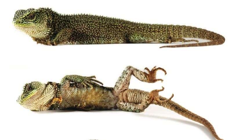 dragonII.jpg.800x0_q85_crop.jpg