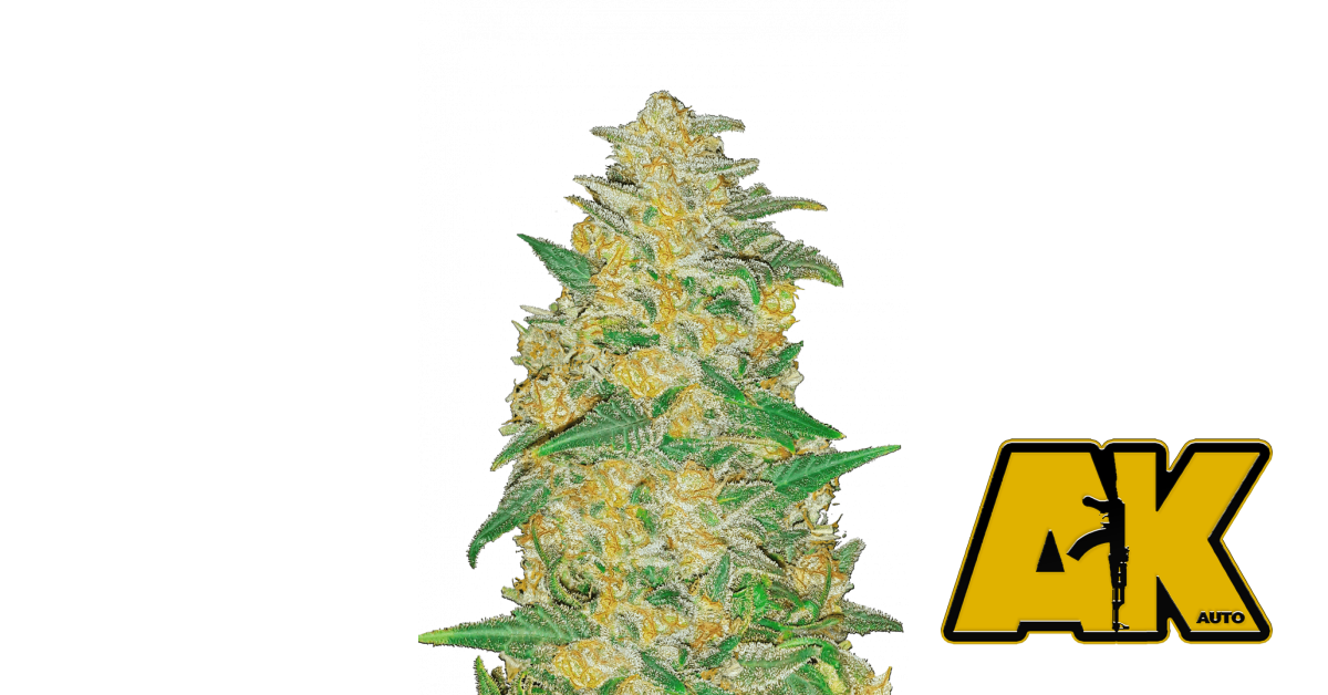 2fast4buds.com
