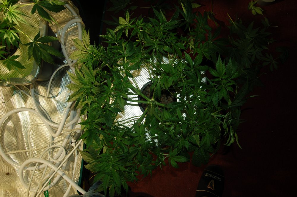 grow0297-jpg.914667