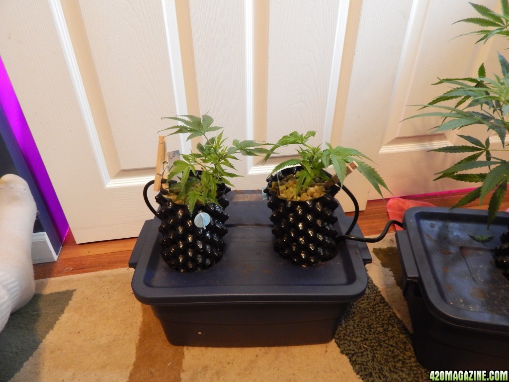 DSCN17405.JPG
