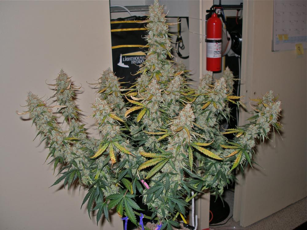 autoblueberry%20robwars%201.jpg