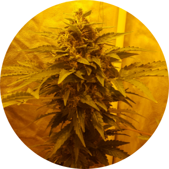 free-the-tree.com