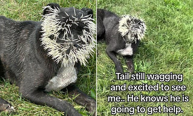 www.dailymail.co.uk