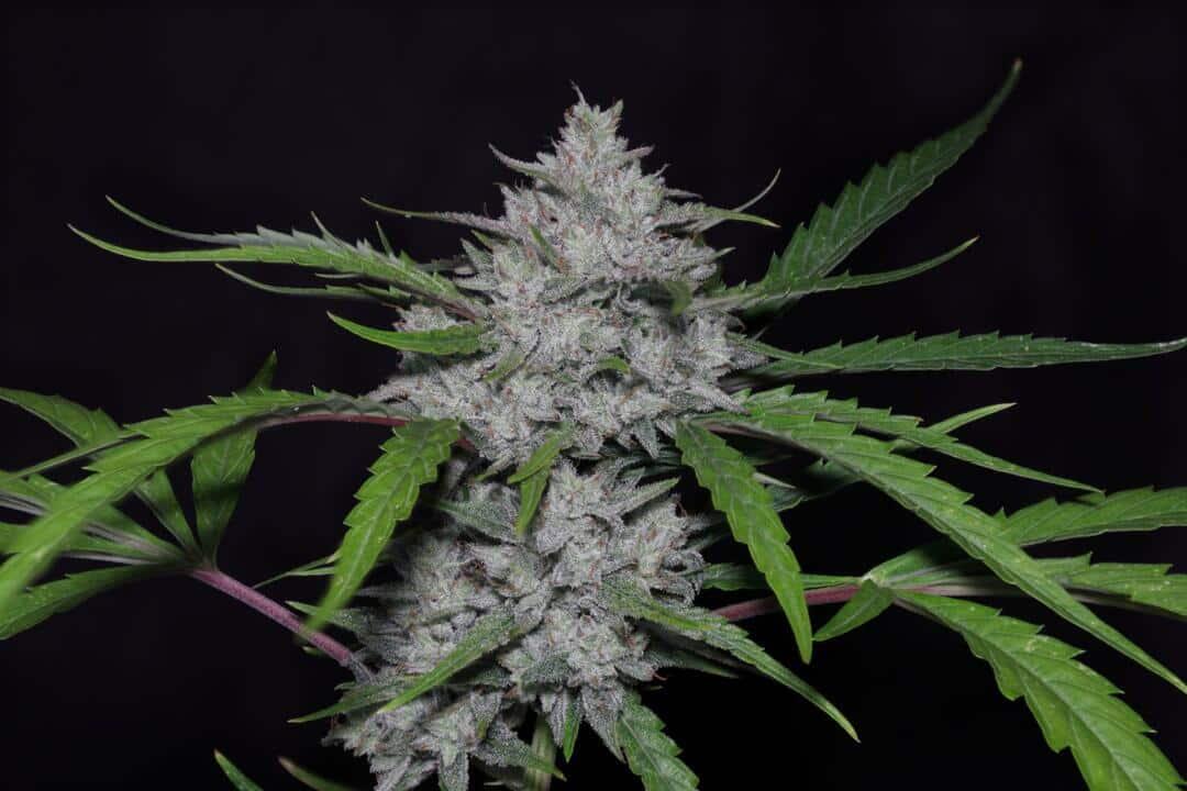 twenty20mendocino.com