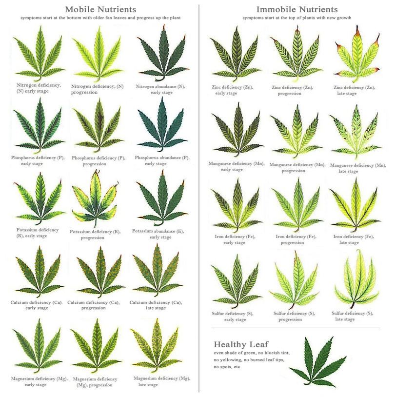 best_cannabis_deficiency_visual_chart-jpg.393229
