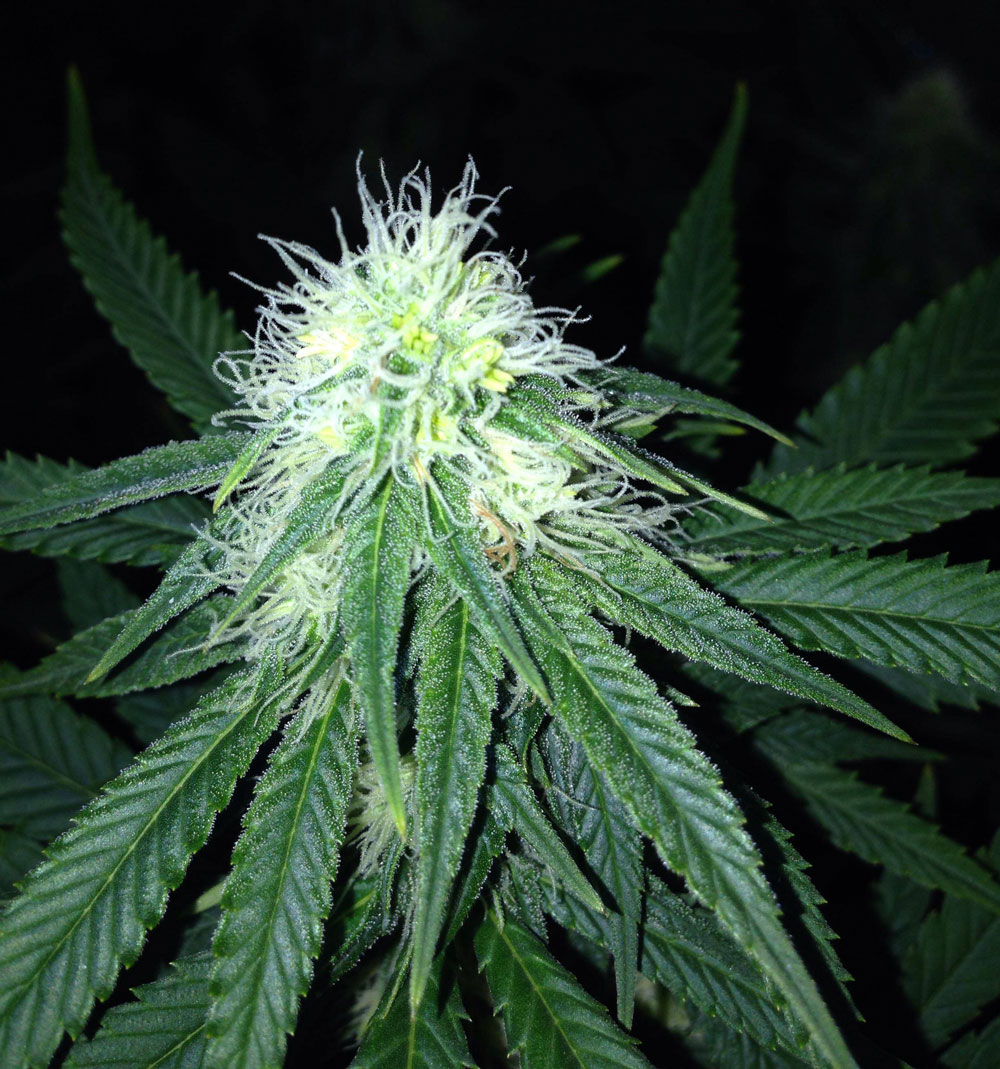 bananas-middle-bud.jpg