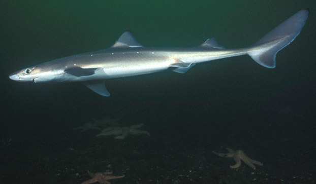 spiny-dogfish-shark-622x363.jpg