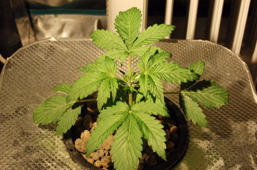 grow0256-jpg.907831