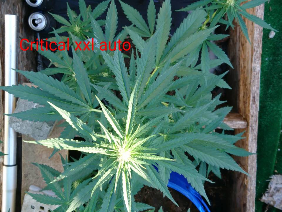 2c4851dc410803b3d39a16dd254743f3.jpg